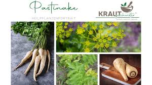 Image result for Pastinake