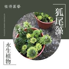 「粉綠狐尾藻」的圖片搜尋結果