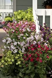 Image result for Nicotiana x sanderae