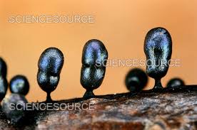 Attēlu rezultāti vaicājumam “Lamproderma columbinum”