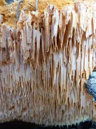 Attēlu rezultāti vaicājumam “Pylaisia polyantha sporophyte”