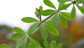 Attēlu rezultāti vaicājumam “Cribraria splendens stalked”