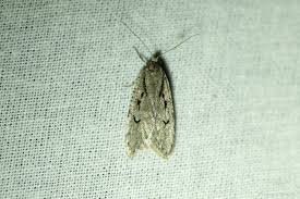 Attēlu rezultāti vaicājumam “Semioscopis avellanella”