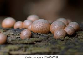 Attēlu rezultāti vaicājumam “Lycogala conicum”