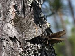 Attēlu rezultāti vaicājumam “Oeneis jutta”