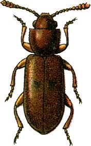 Attēlu rezultāti vaicājumam “Silvanidae”