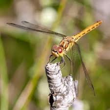 Attēlu rezultāti vaicājumam “Sympetrum vulgatum female”