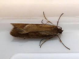 Attēlu rezultāti vaicājumam “Diurnea lipsiella male”