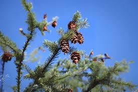 Attēlu rezultāti vaicājumam “Pseudotsuga menziesii var. glauca”
