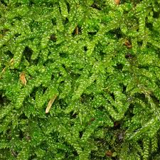 Attēlu rezultāti vaicājumam “Hypnum cupressiforme sporophyte”