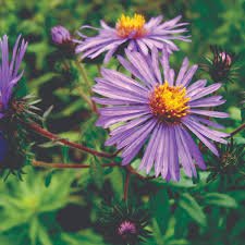 Attēlu rezultāti vaicājumam “Symphyotrichum novae-angliae flower”