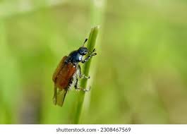 Attēlu rezultāti vaicājumam “Phyllopertha horticola”