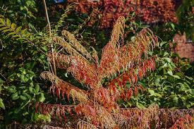 Attēlu rezultāti vaicājumam “Rhus typhina leaf”