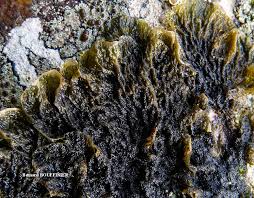 Attēlu rezultāti vaicājumam “Collema”