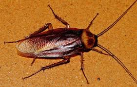 Image result for periplaneta americana