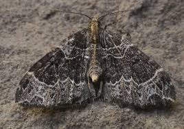 Attēlu rezultāti vaicājumam “Ecliptopera silaceata”