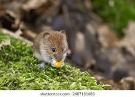 Attēlu rezultāti vaicājumam “Myodes glareolus”