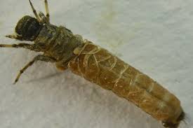 Attēlu rezultāti vaicājumam “Chaetopteryx villosa”