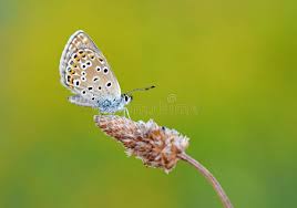 Attēlu rezultāti vaicājumam “Vacciniina optilete female”