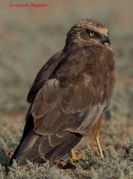 Image result for Pembrokeshire Harriers