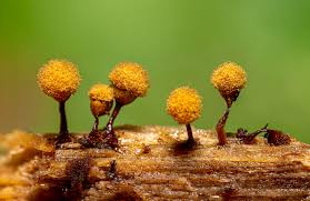 Attēlu rezultāti vaicājumam “Hemitrichia decipiens macro”