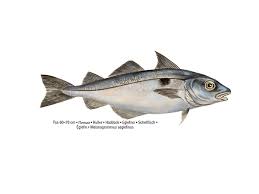 Image result for Melanogrammus aeglefinus