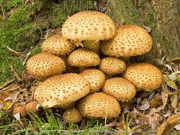 Attēlu rezultāti vaicājumam “Pholiota squarrosa”