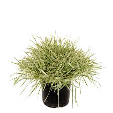 Attēlu rezultāti vaicājumam “Holcus mollis”