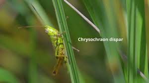 Attēlu rezultāti vaicājumam “Chrysochraon dispar”