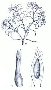 Attēlu rezultāti vaicājumam “Najas minor”