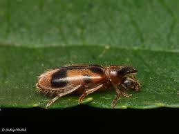 Attēlu rezultāti vaicājumam “Notoxus monoceros”