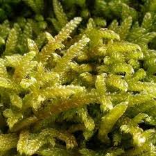 Attēlu rezultāti vaicājumam “Hypnum cupressiforme sporophyte”