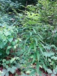 Attēlu rezultāti vaicājumam “Polygonatum verticillatum leaf”