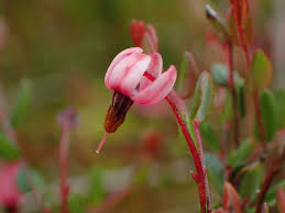 Attēlu rezultāti vaicājumam “Oxycoccus flower”