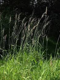 Attēlu rezultāti vaicājumam “Phalaroides arundinacea fruit”