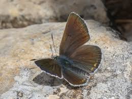 Attēlu rezultāti vaicājumam “Eumedonia eumedon underside”