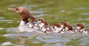 Attēlu rezultāti vaicājumam “Mergus merganser juvenile”