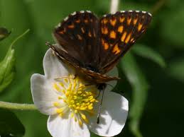 Attēlu rezultāti vaicājumam “Hamearis lucina upperside”