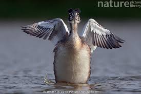 Attēlu rezultāti vaicājumam “Podiceps cristatus juvenile”