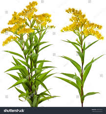 Attēlu rezultāti vaicājumam “Solidago canadensis flower”