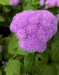 Image result for Ageratum mexicanum