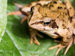 Attēlu rezultāti vaicājumam “Pelophylax juvenile”