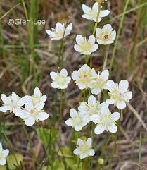 Attēlu rezultāti vaicājumam “Parnassia palustris leaf”