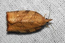 Attēlu rezultāti vaicājumam “Pandemis corylana”