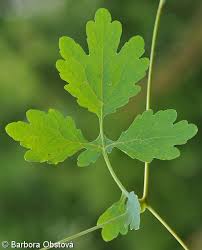 Attēlu rezultāti vaicājumam “Chelidonium majus leaf”
