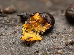 Attēlu rezultāti vaicājumam “Ophiotheca chrysosperma macro”