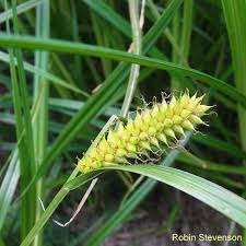 Attēlu rezultāti vaicājumam “Carex vesicaria”