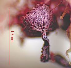 Attēlu rezultāti vaicājumam “Badhamiopsis macrospora macro”