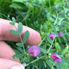 Attēlu rezultāti vaicājumam “Vicia cracca bud”