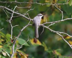 Image result for Coccyzus americanus